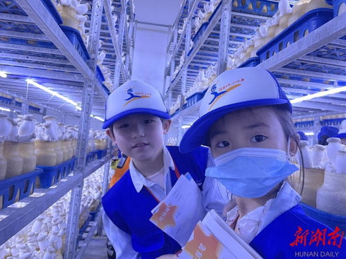 永州湖南日?qǐng)?bào)小記者探訪杏鮑菇成長(zhǎng)奧秘，感受生物科技魅力